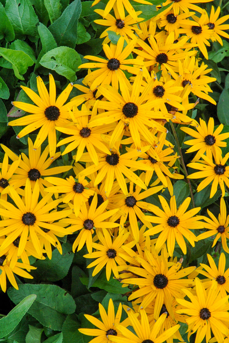 Black-Eyed Susan, Early Bird Gold
