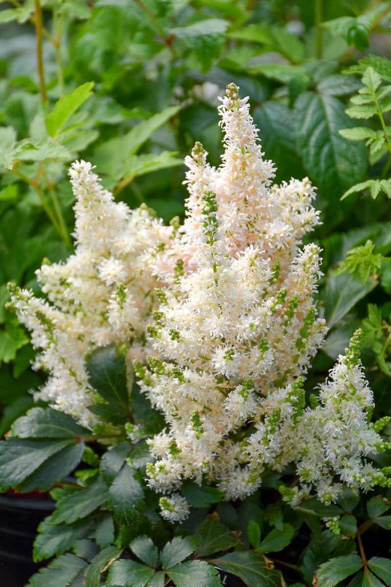 Astilbe, Younique Salmon