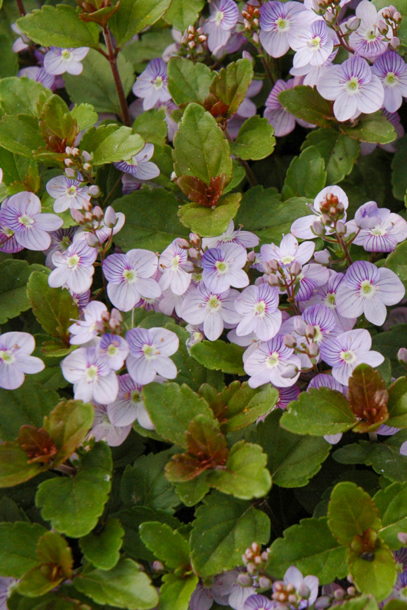 Veronica, Waterperry Blue