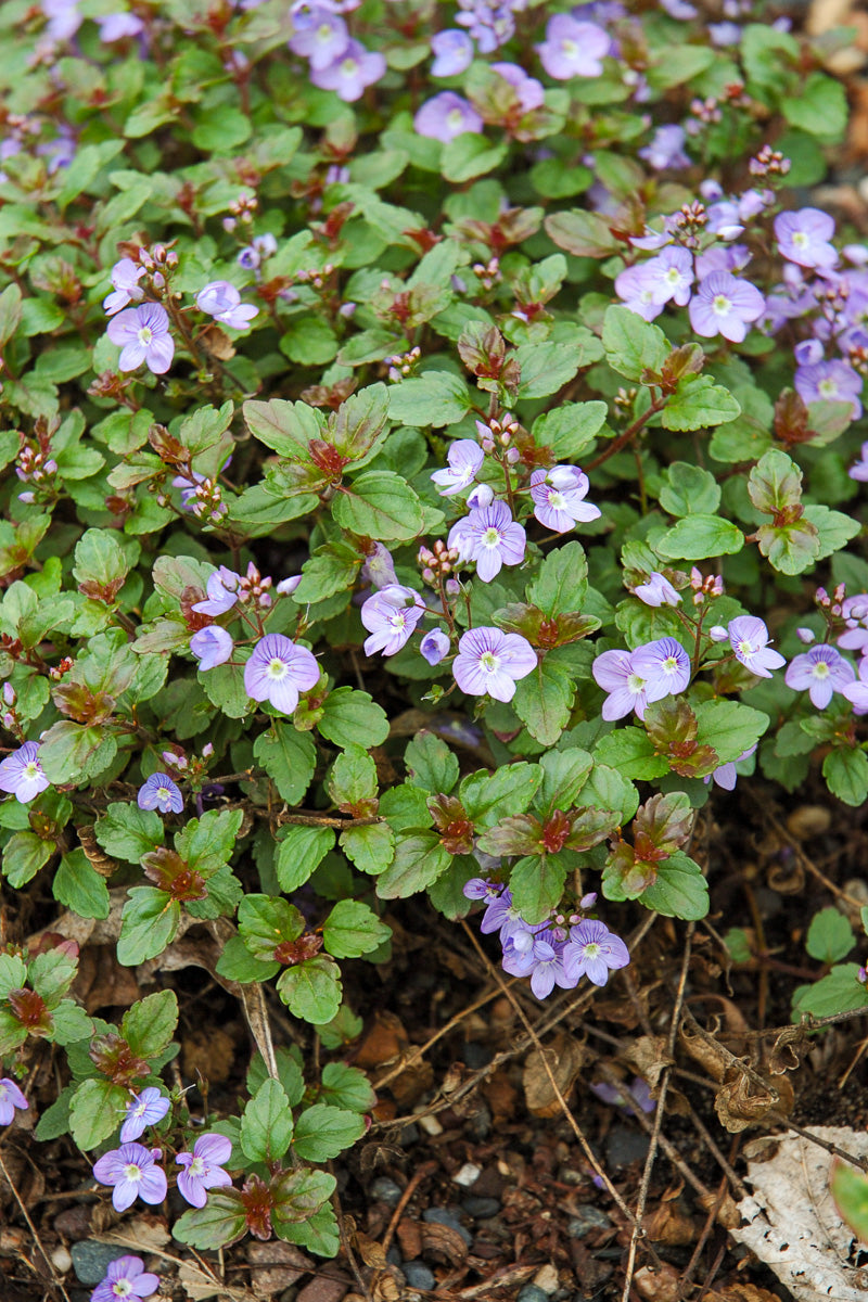 Veronica, Waterperry Blue