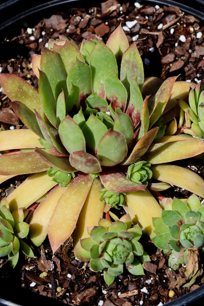 Hen & Chicks, Giant Gold Mine