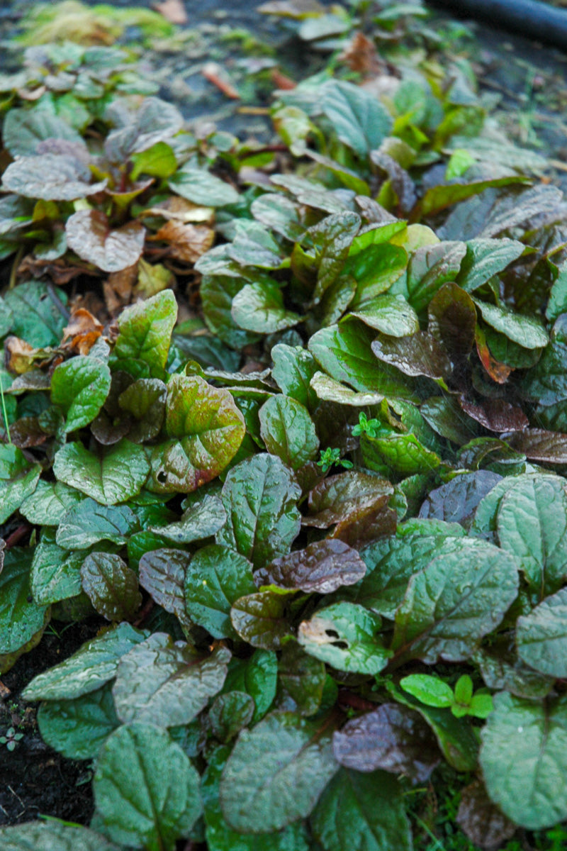 Ground Cover, Ajuga Bronze Beauty