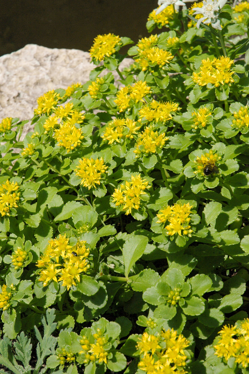 Sedum, Kamtschaticum