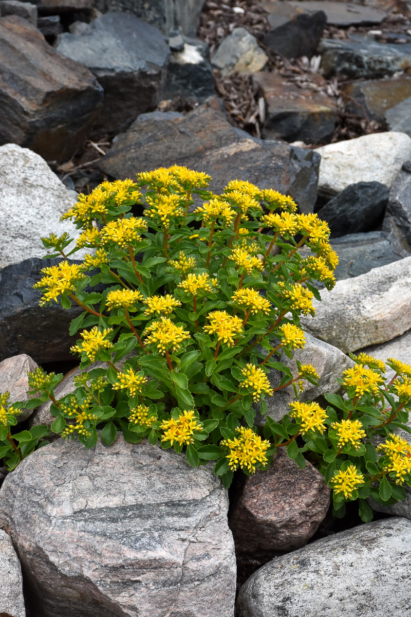 Sedum, Kamtschaticum