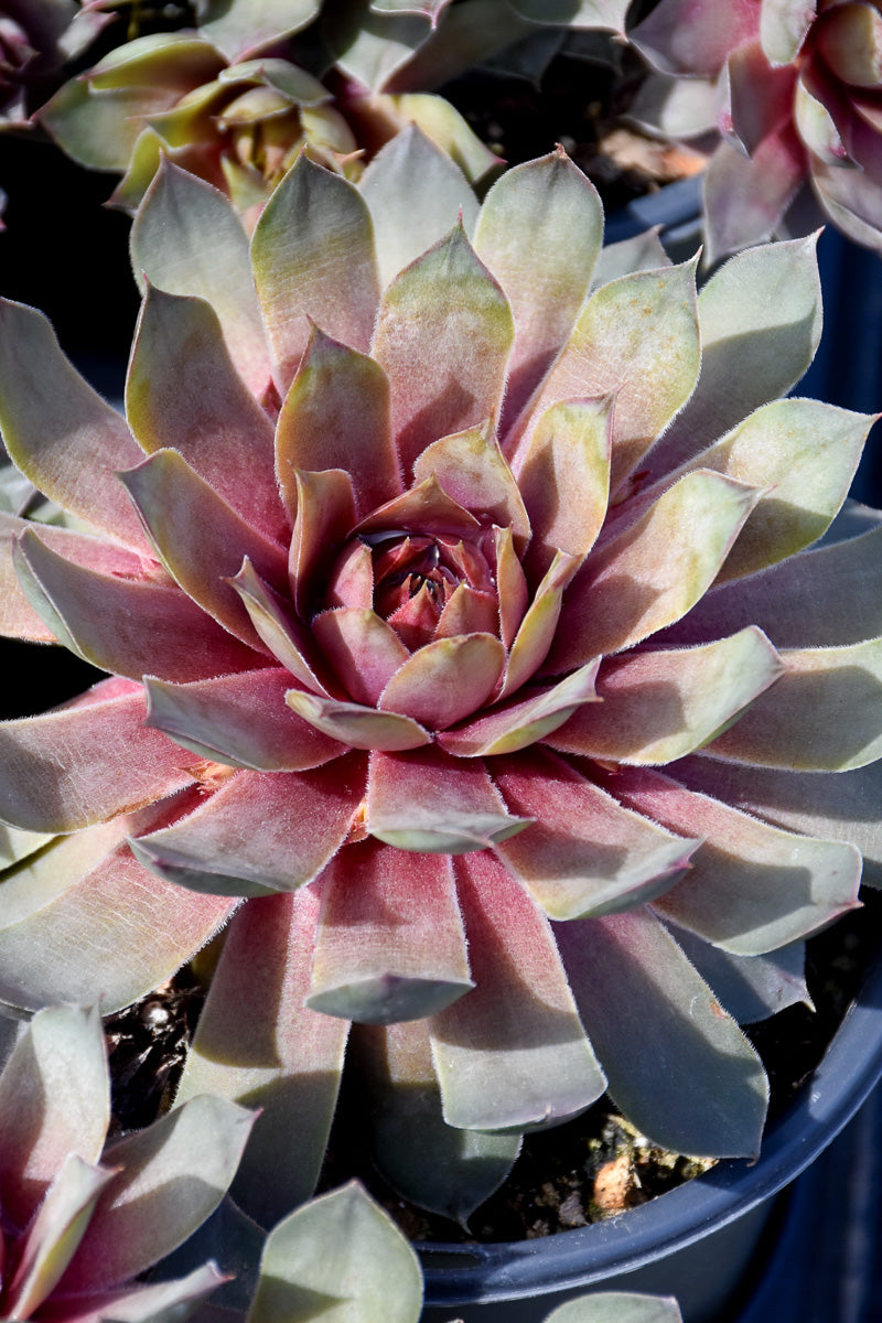 Hen & Chicks, Giant Steel Appeal