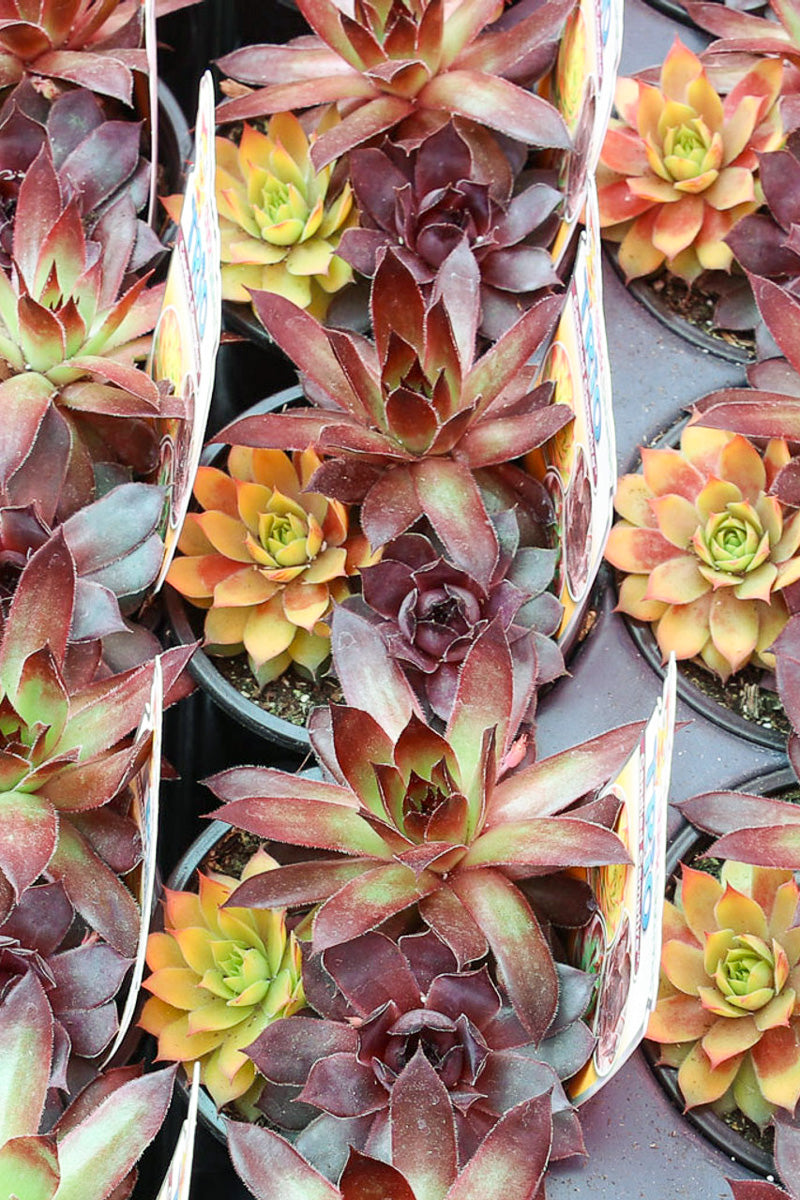 Hen & Chicks, Trio Can Campfir