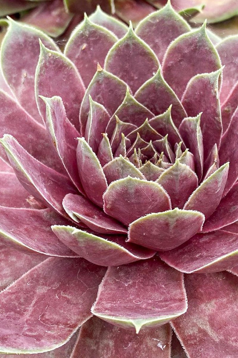 Hen & Chicks, Giant Pink Sapphire