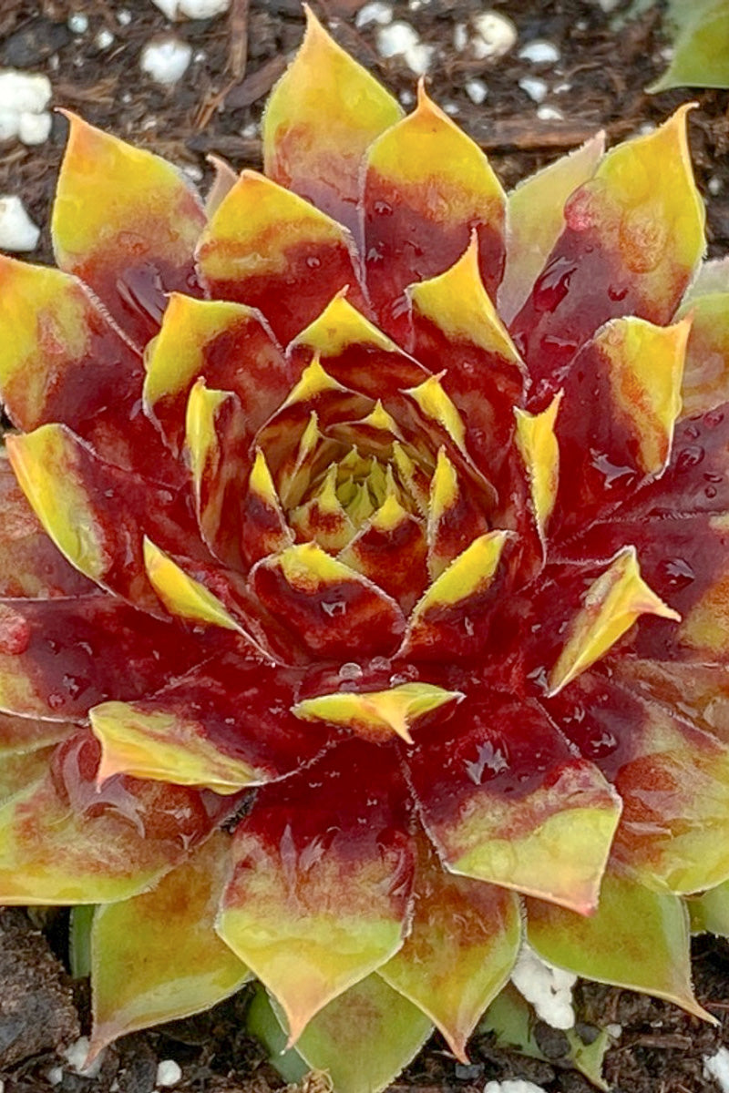 Hen & Chicks, Gold Rush