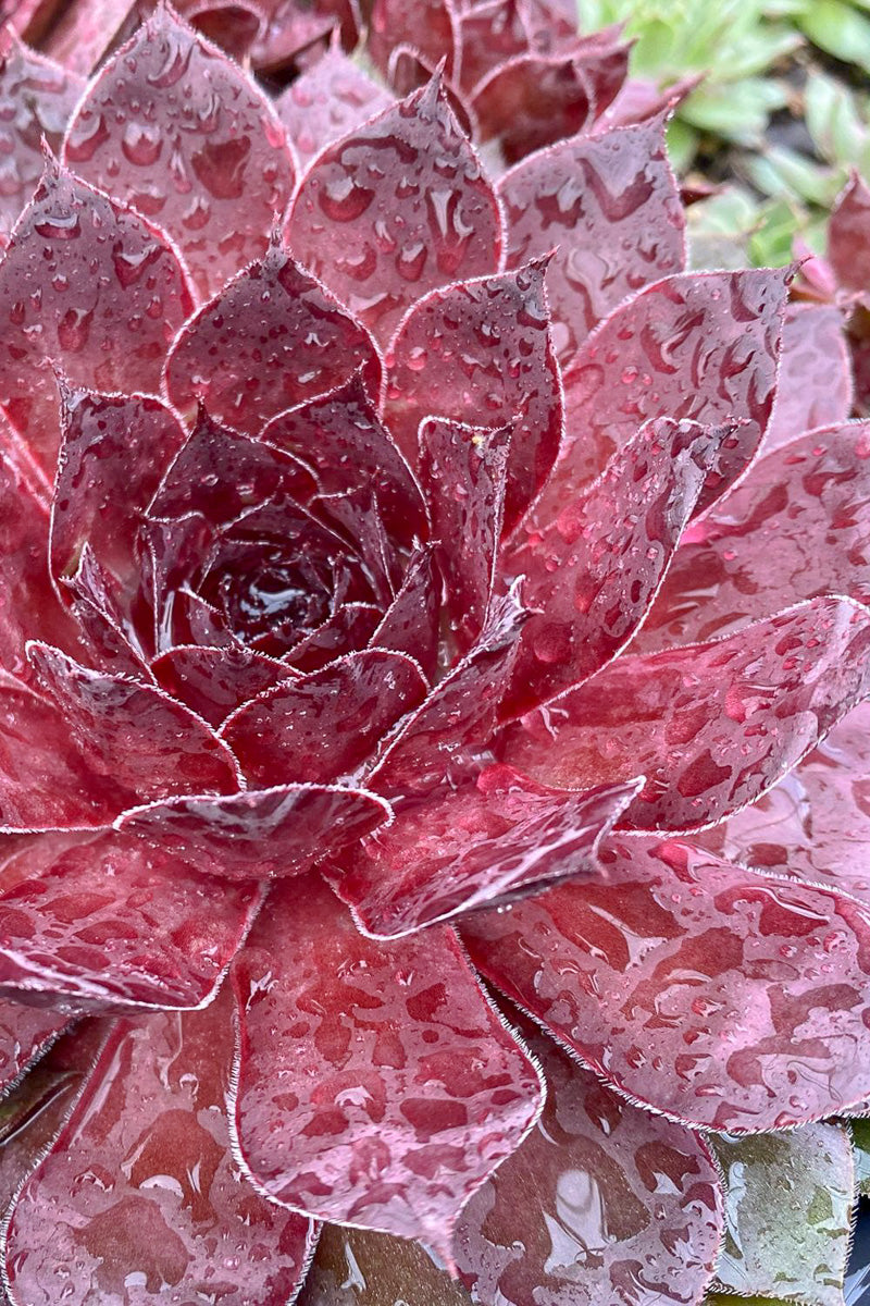 Hen & Chicks, Giant Maroon Mountain