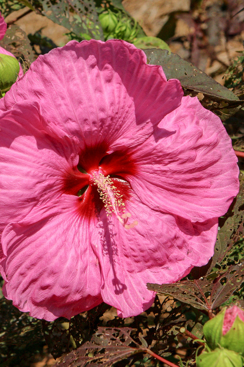 Hibiscus, Head Over Passion