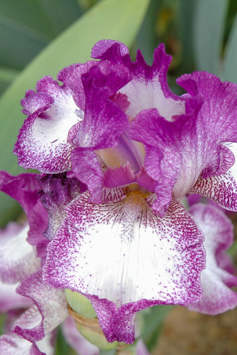 Iris, Bearded Mariposa Aut