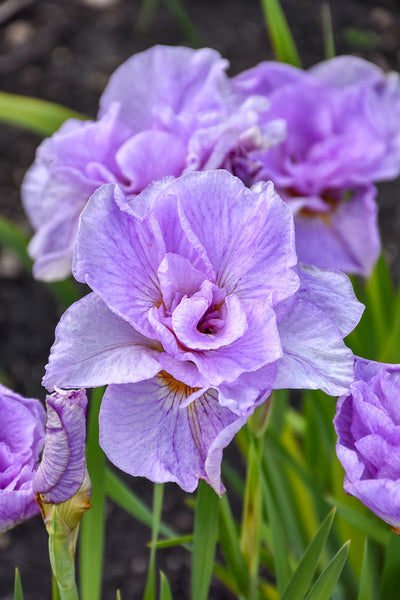 Iris, Siberian- Pink Parfait