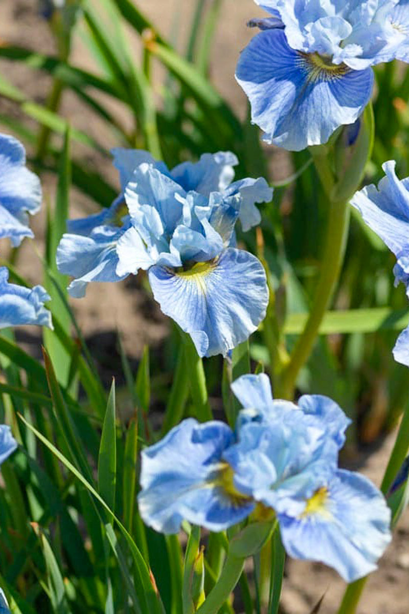 Iris, Siberian- Mission Bay