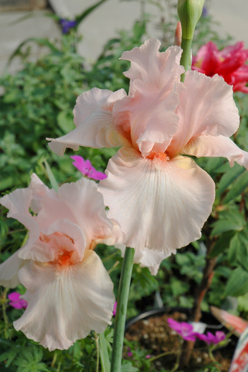 Iris, Bearded Beverly Sill