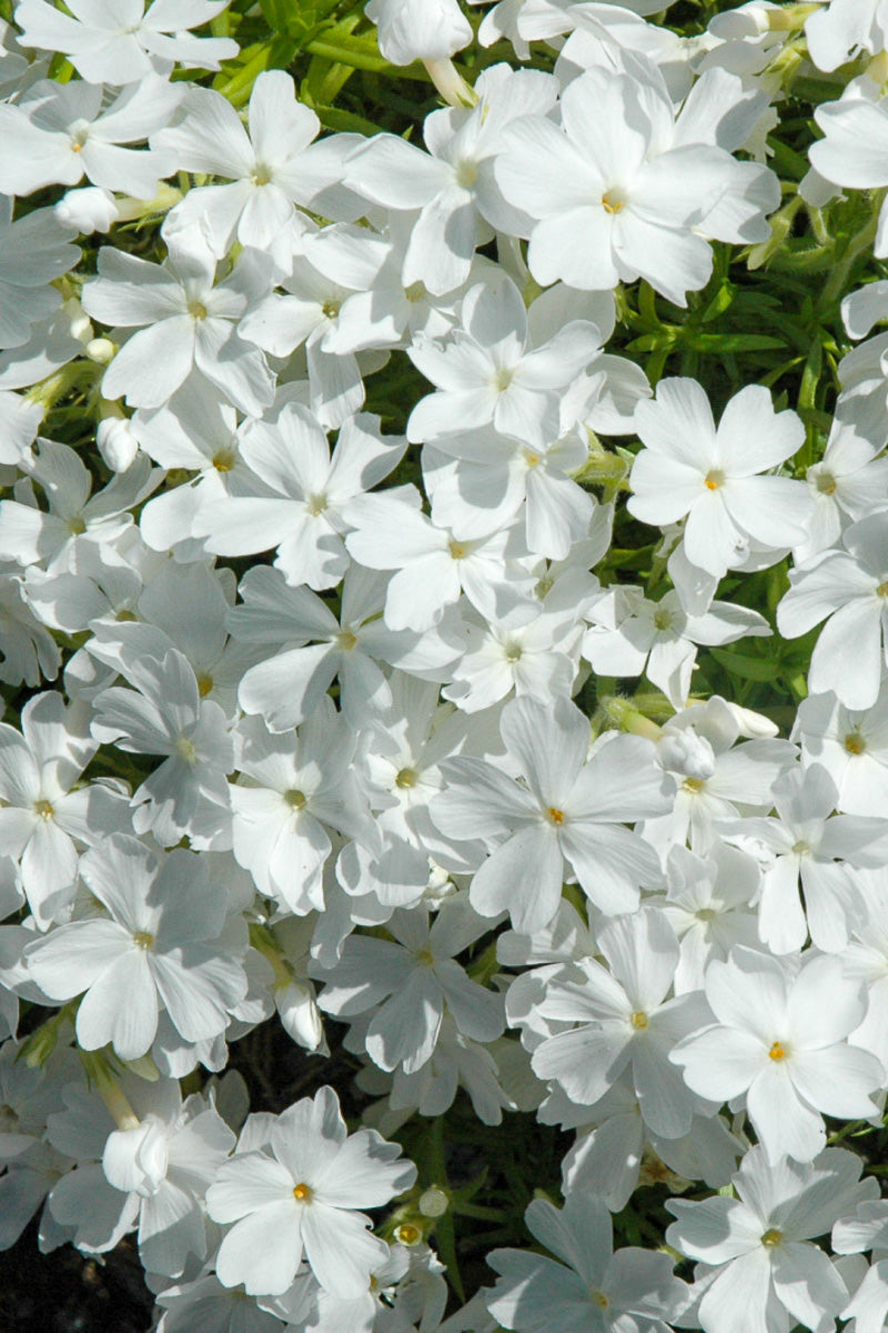 Phlox, Moss- White Delight