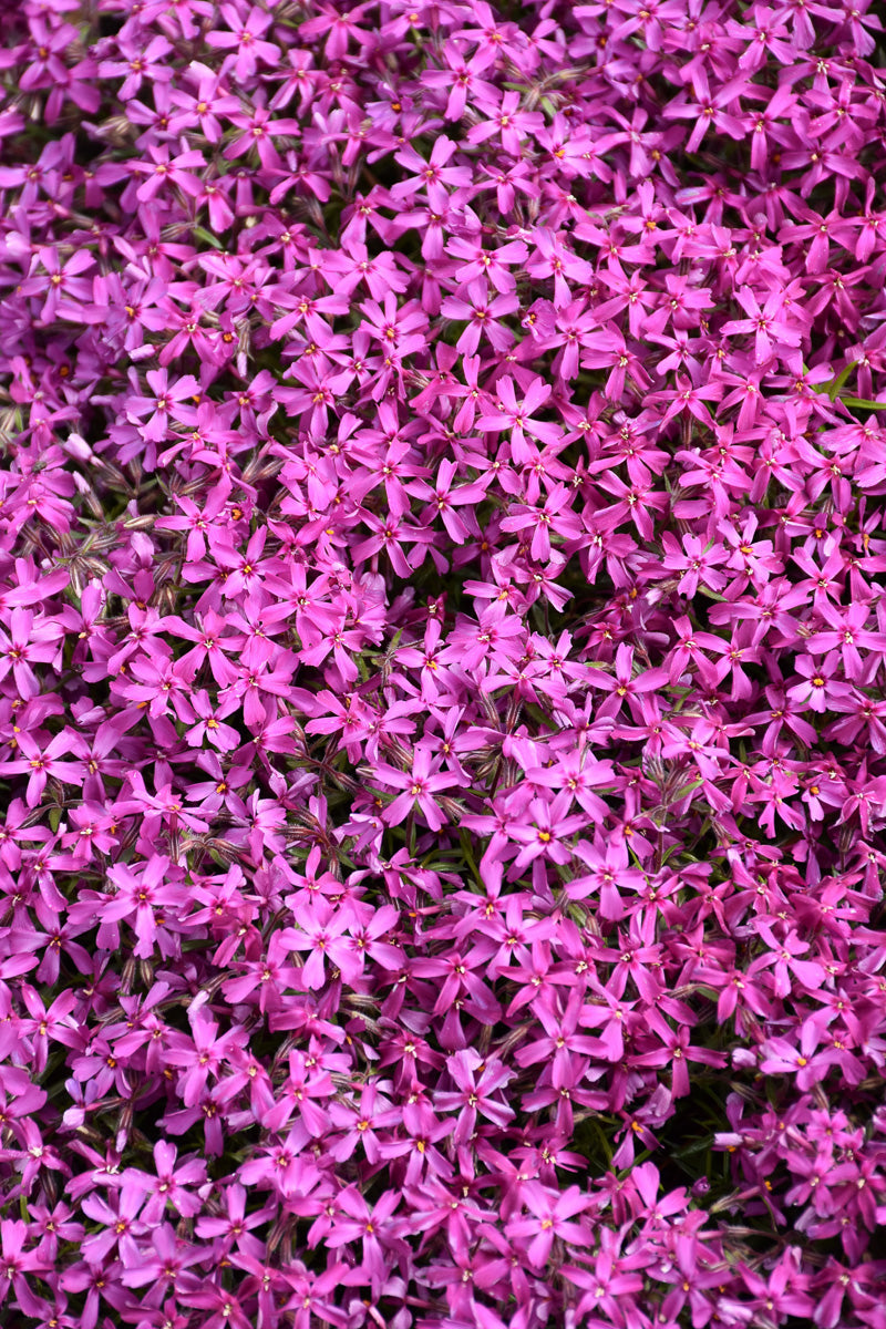 Phlox, Moss- Red Wings