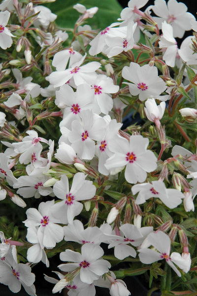 Phlox, Moss- Amazing Grace