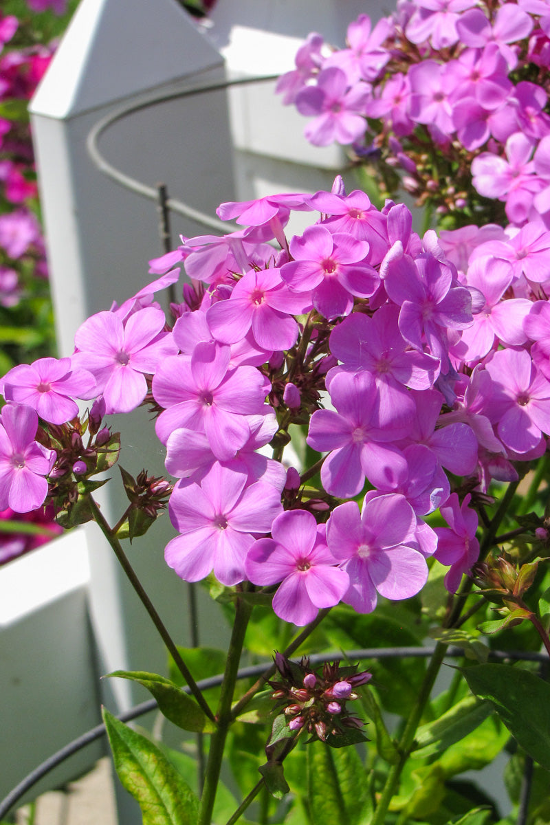 Phlox, Forever Pink