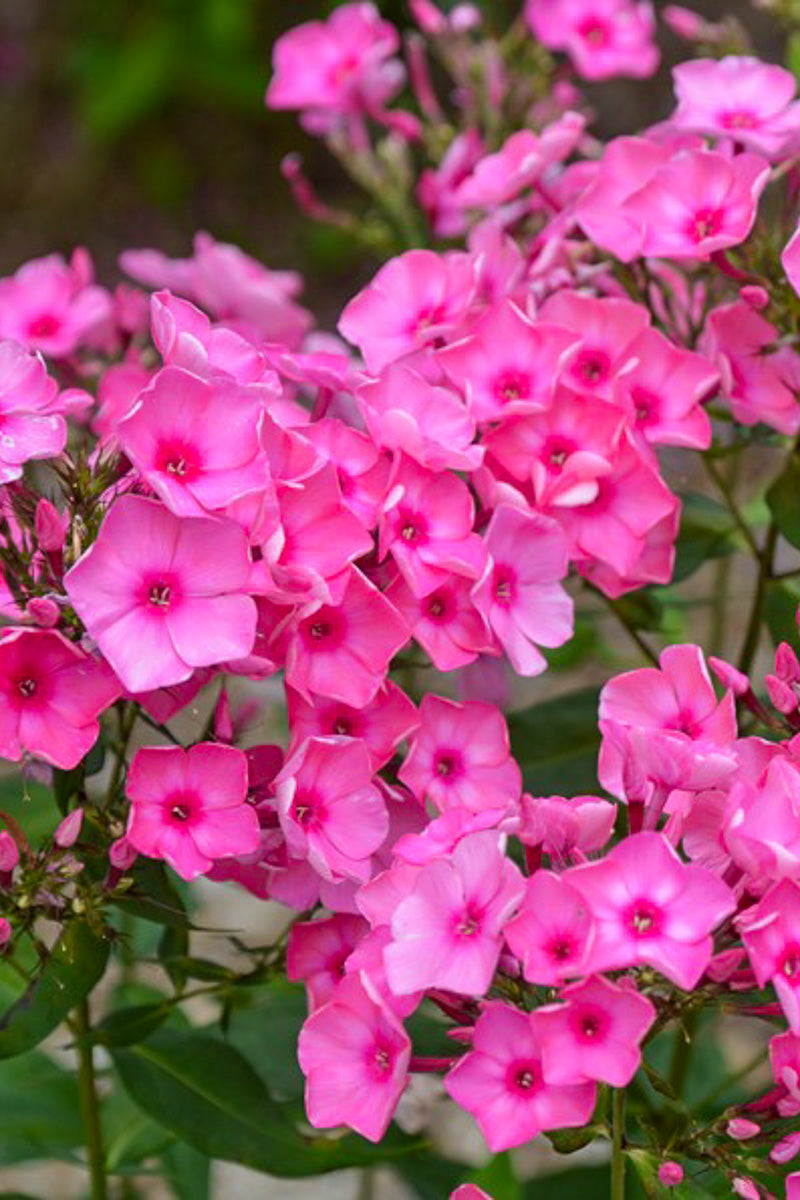 Phlox, Bubblegum Pink