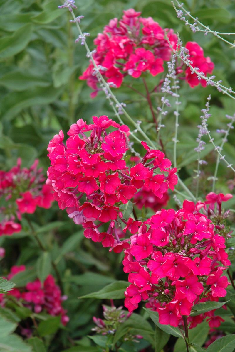 Phlox, Starfire
