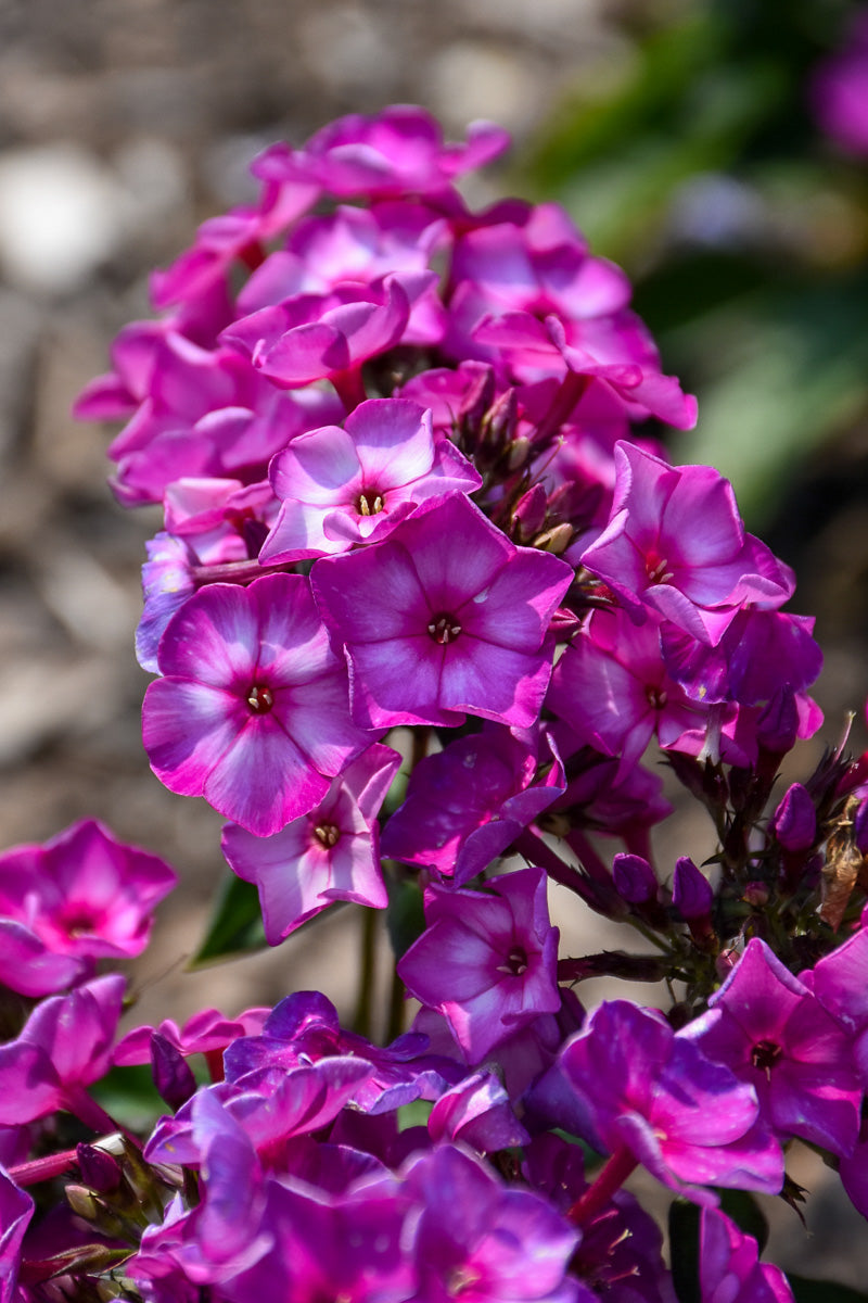 Phlox, Sweet Summ Fantasy