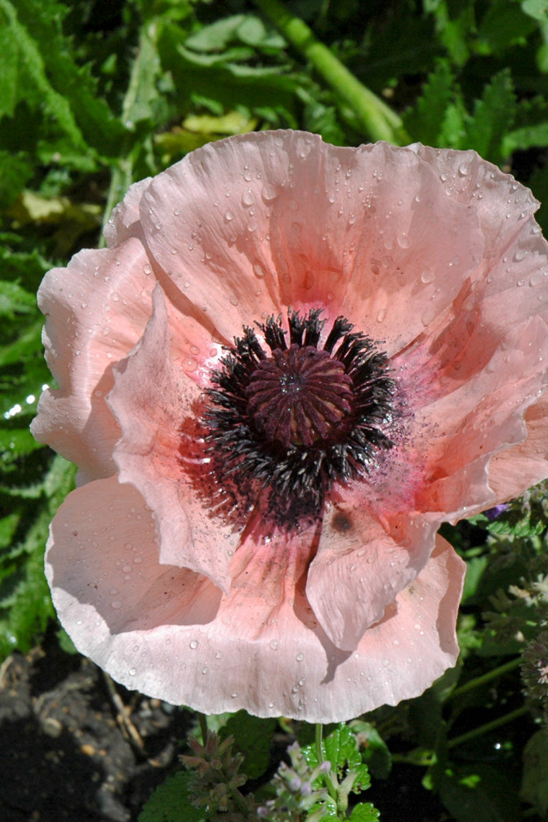 Poppy, Orient Watermelon