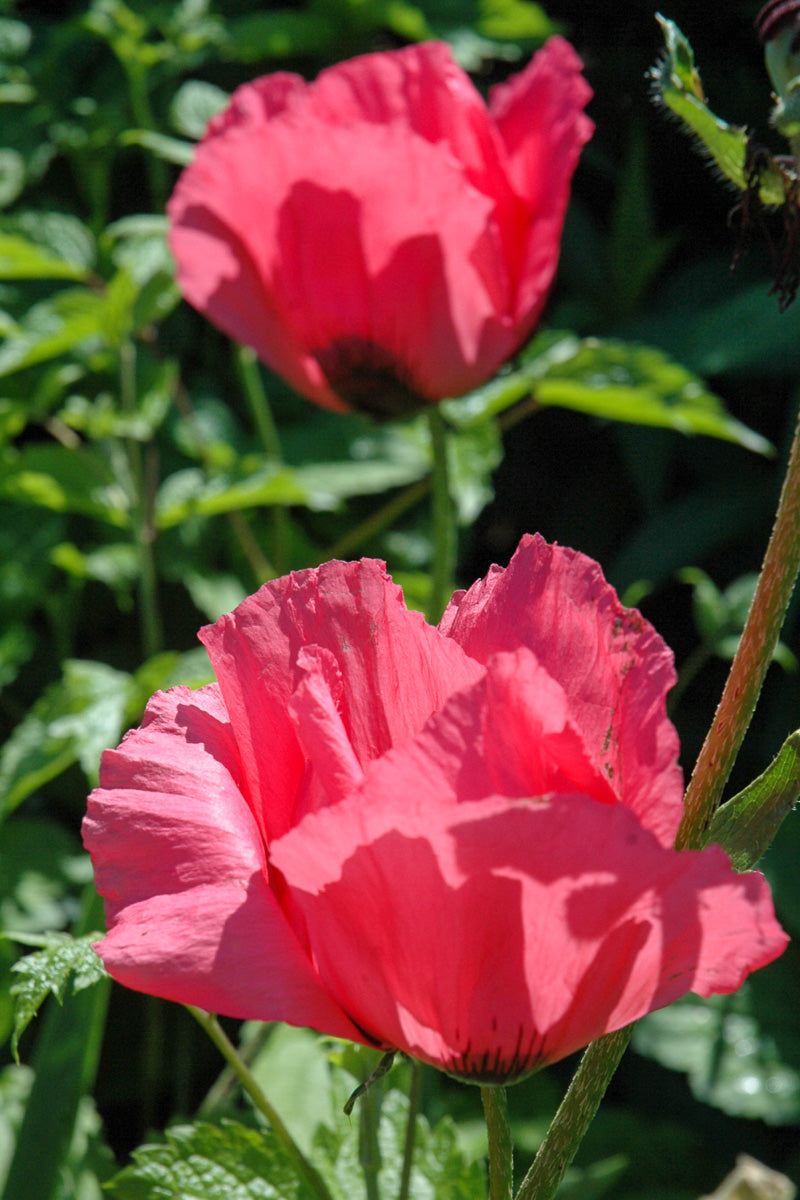 Poppy, Orient Raspberry Queen