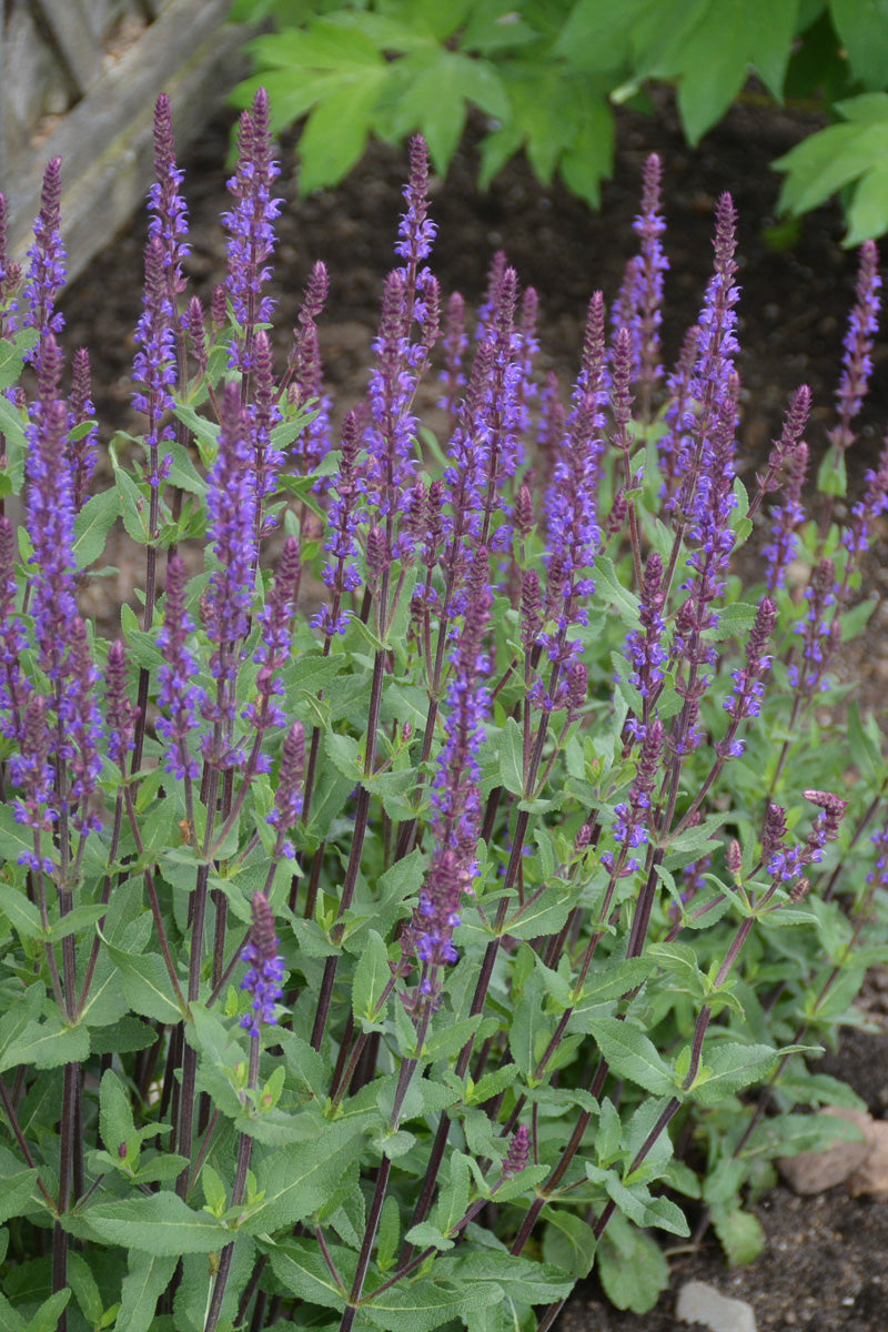 Salvia, Caradonna