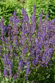 Salvia Blue By You
