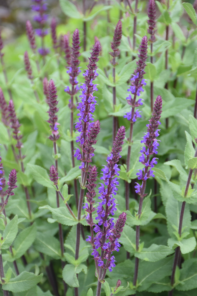 Salvia, Caradonna