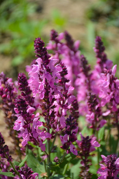 Salvia, Pink Nebula