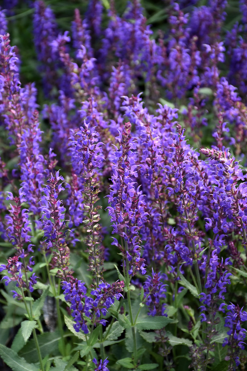 Salvia, Wesuwe