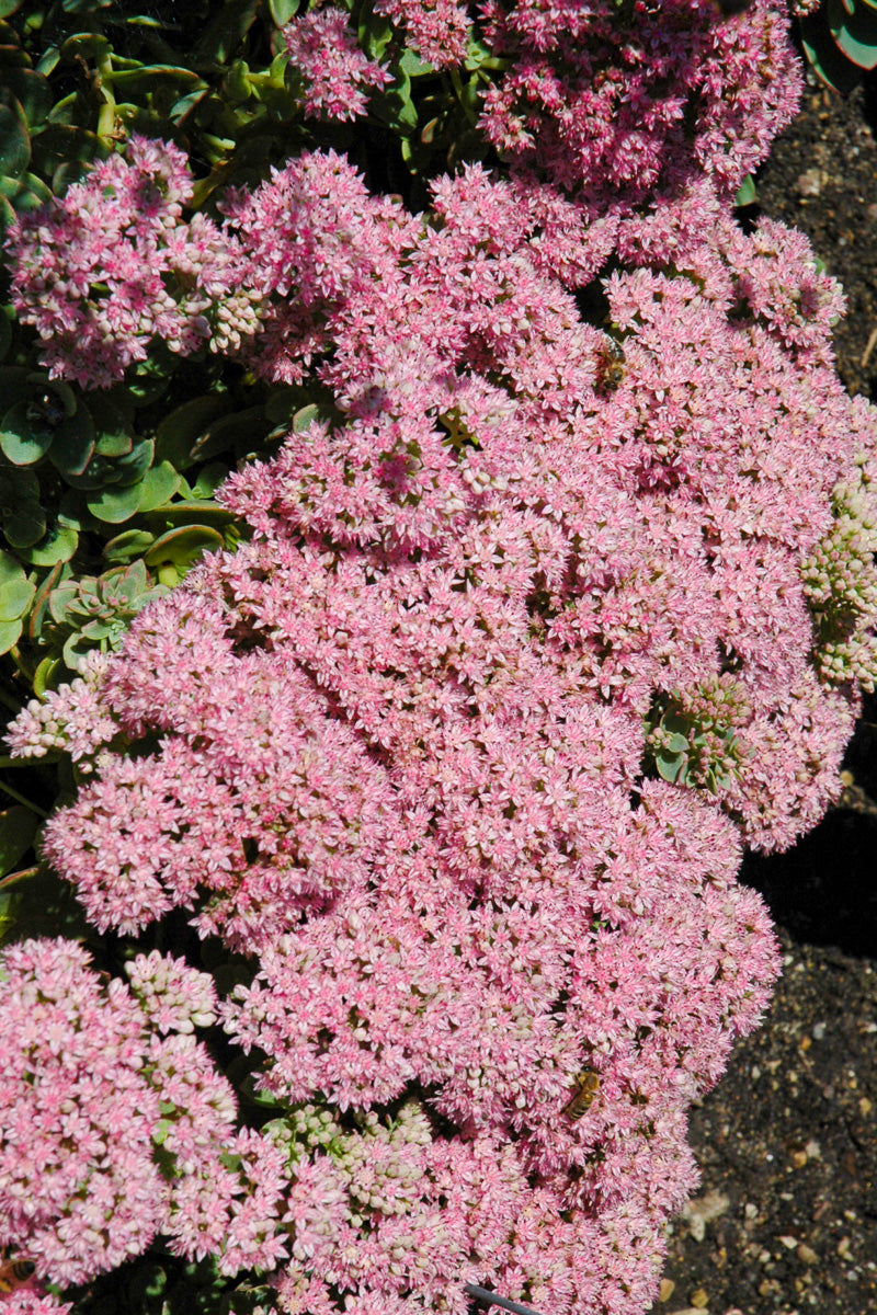 Sedum, Lime Zinger