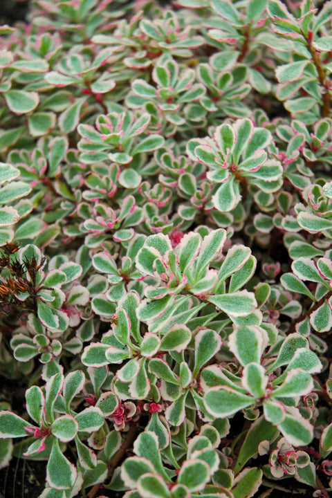 Sedum, Tricolor