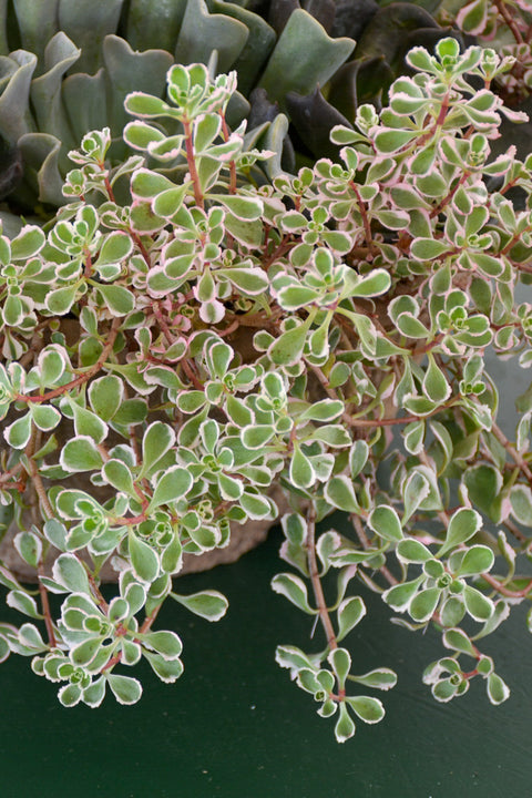 Sedum, Tricolor