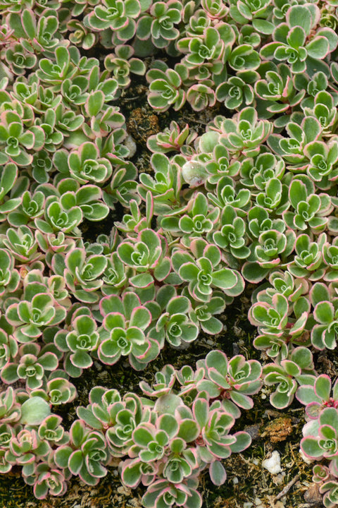 Sedum, Tricolor