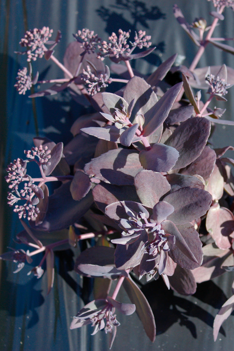 Sedum, Mojave Jewels Ruby