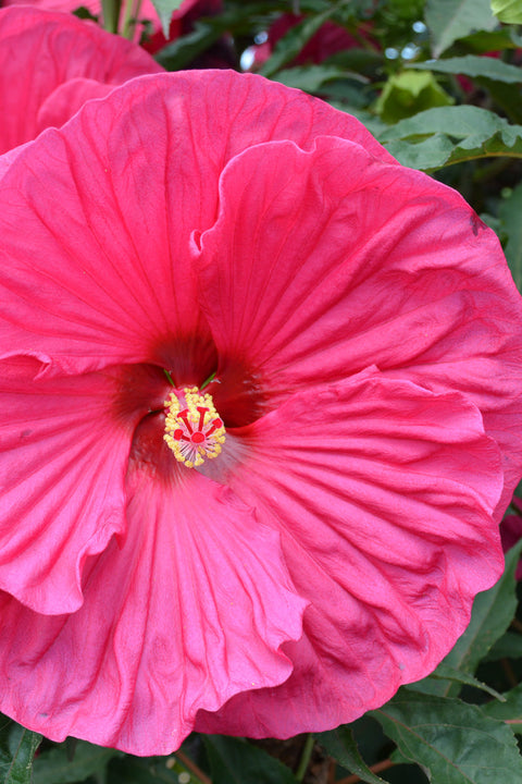 Hardy Hibiscus | Summer in Paradise