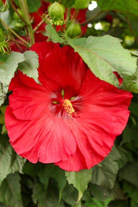 Hibiscus, Valentine's Crush