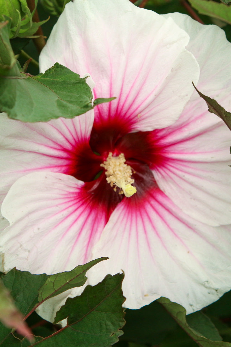 Hibiscus, Angel Eyes