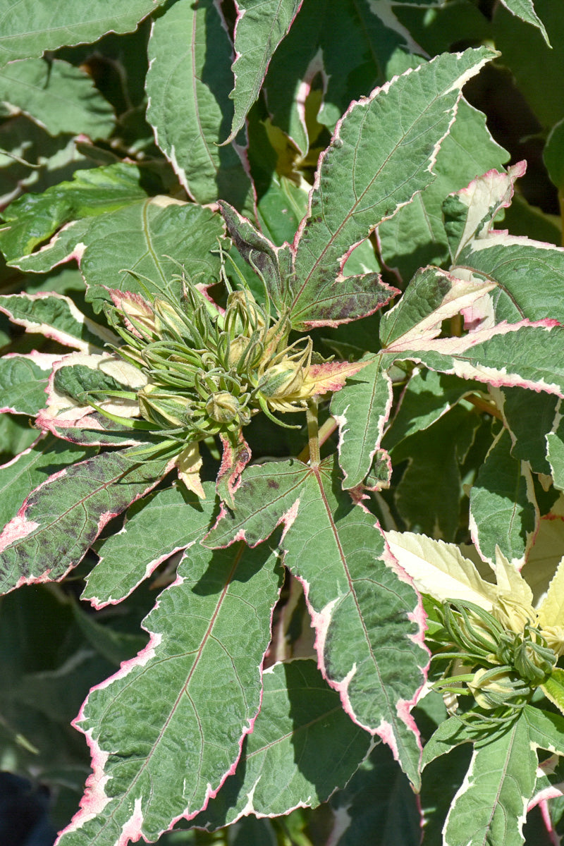 Hibiscus, Summer Carnival