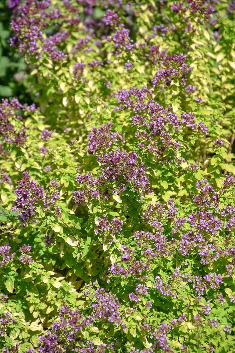 Oregano, Drops Of Jupiter