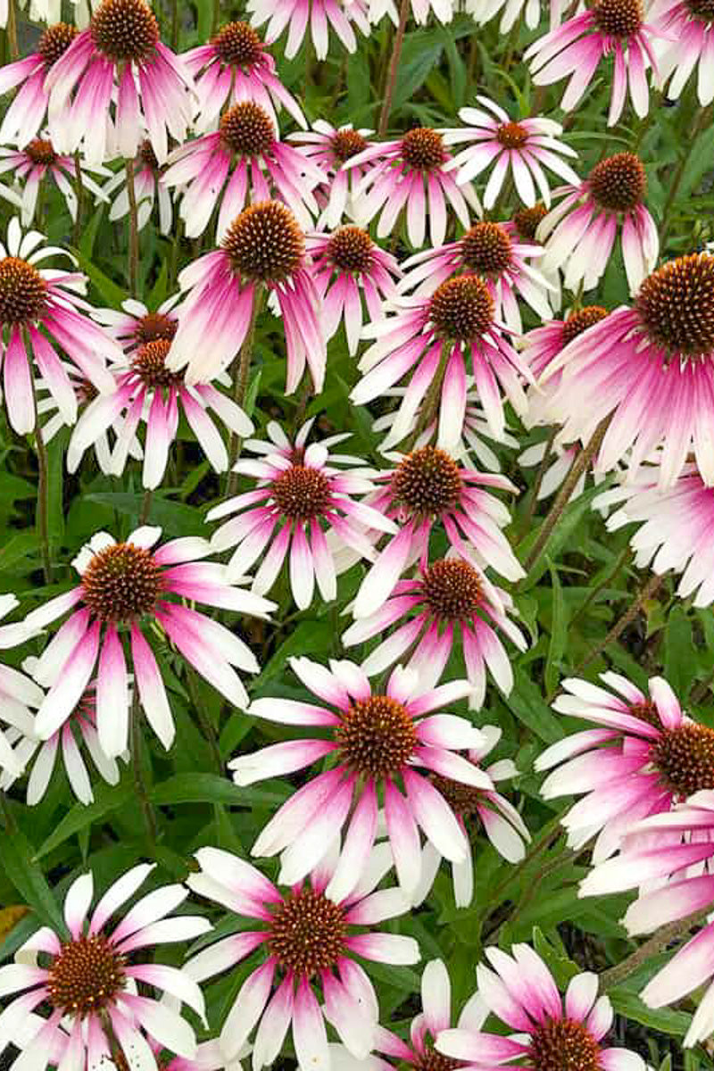 Coneflower, Pretty Parasols