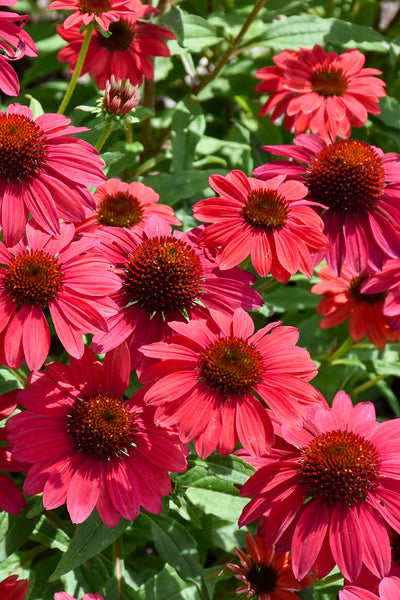 Coneflower, Sombrero Baja B