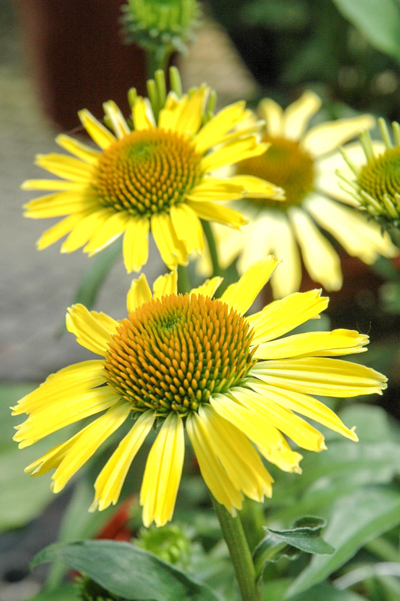 Coneflower, Cleopatra