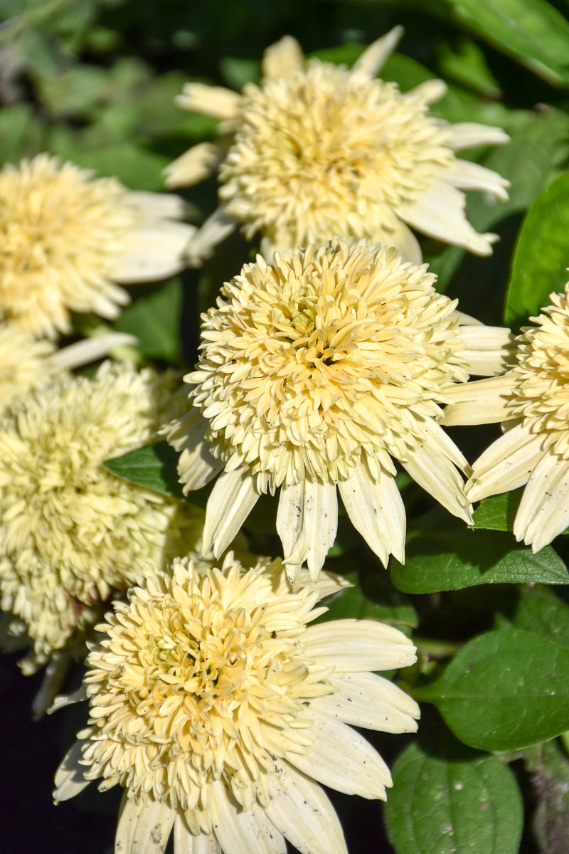 Coneflower, Dbl Butter Pecan