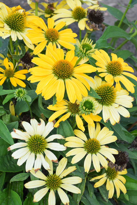 Coneflower | Color Coded™ Yellow My Darling