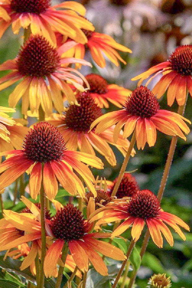 Coneflower | Fine Feathered™ Parrot