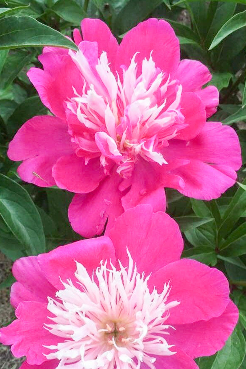 Peony, Fantastic
