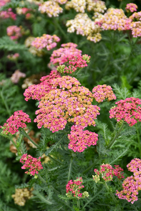 Yarrow, Sassy Summer Taffy